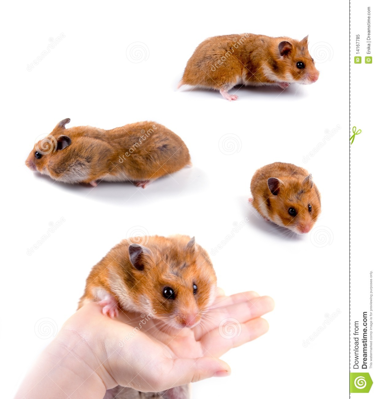 Hamsters Isolated On A White Background Collection
