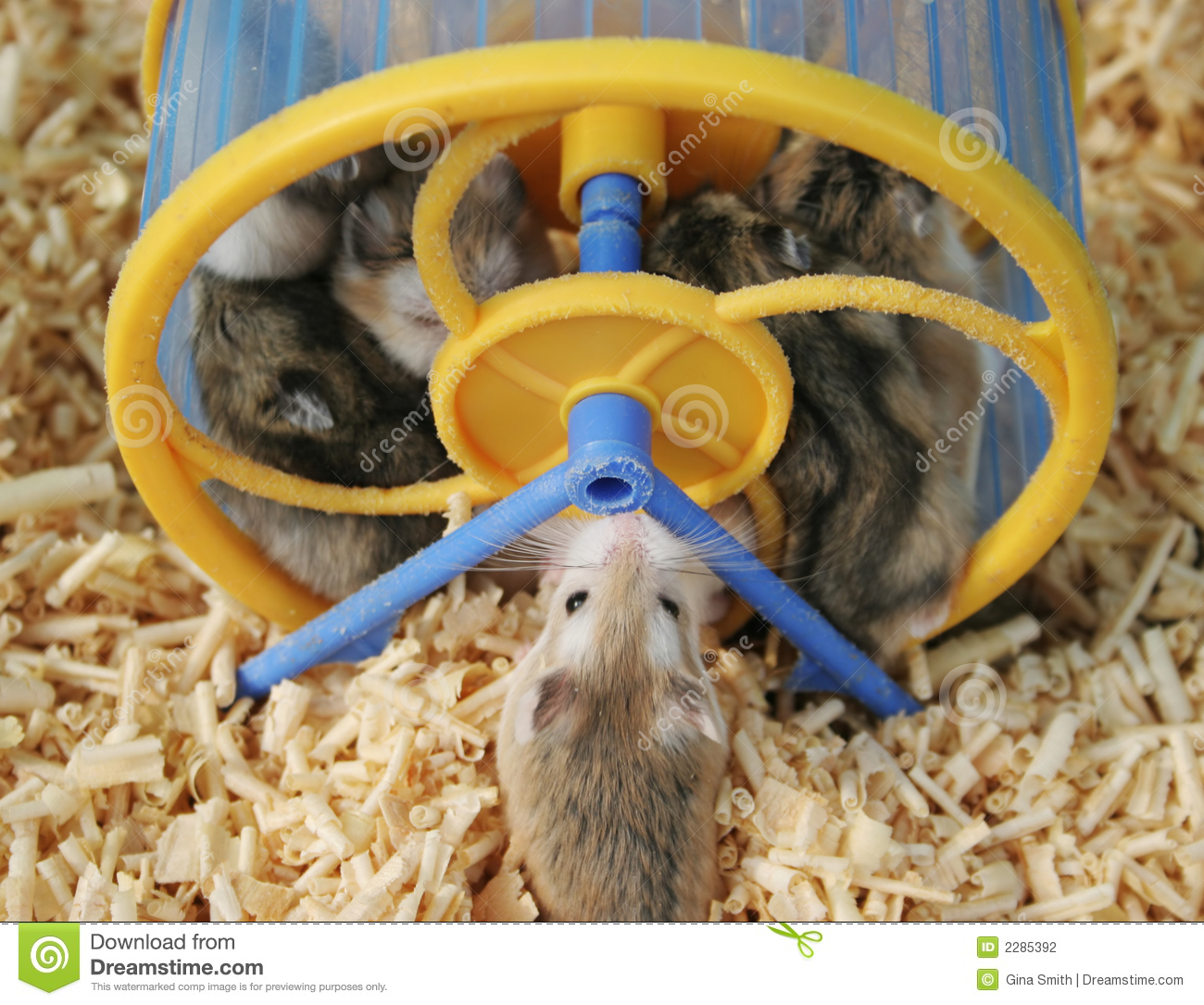 Hamsters Stock Photography   Image  2285392