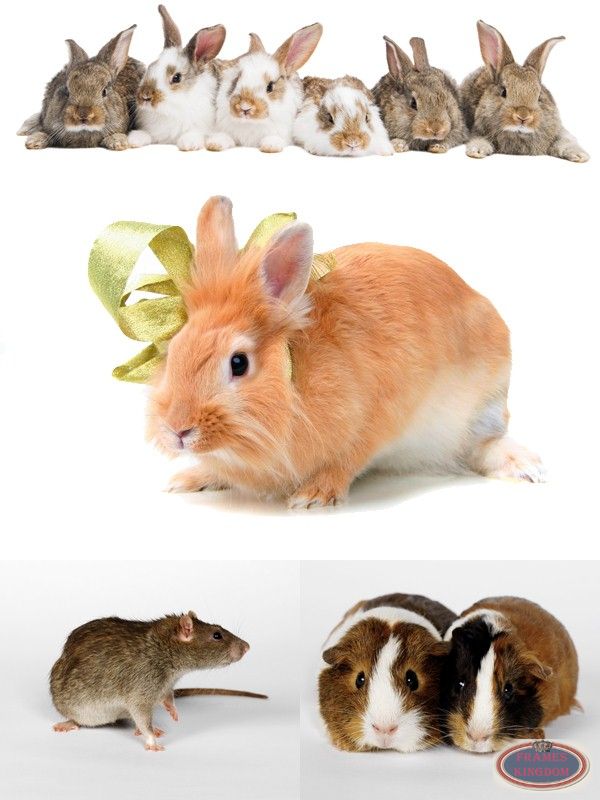 Rodents Such As Mice Rabbits Hamsters Guinea Pigs
