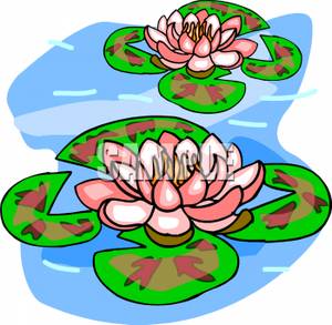 Water Lilies With Lilypads   Royalty Free Clipart Picture