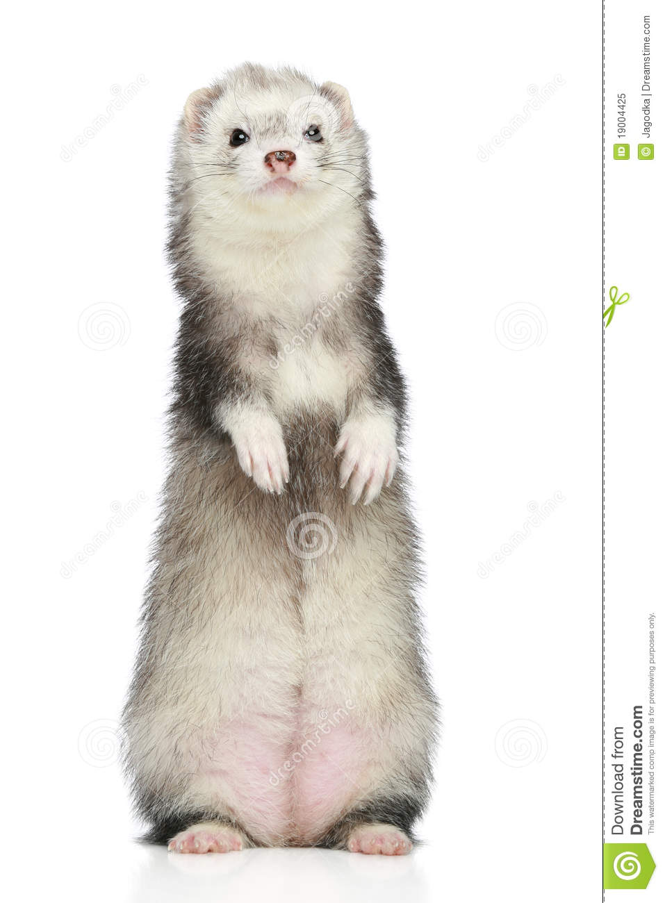 Ferret Standing On A White Background Royalty Free Stock Photo   Image