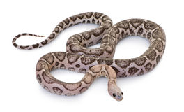 Scaleless Corn Snake Or Red Rat Snake Royalty Free Stock Photo