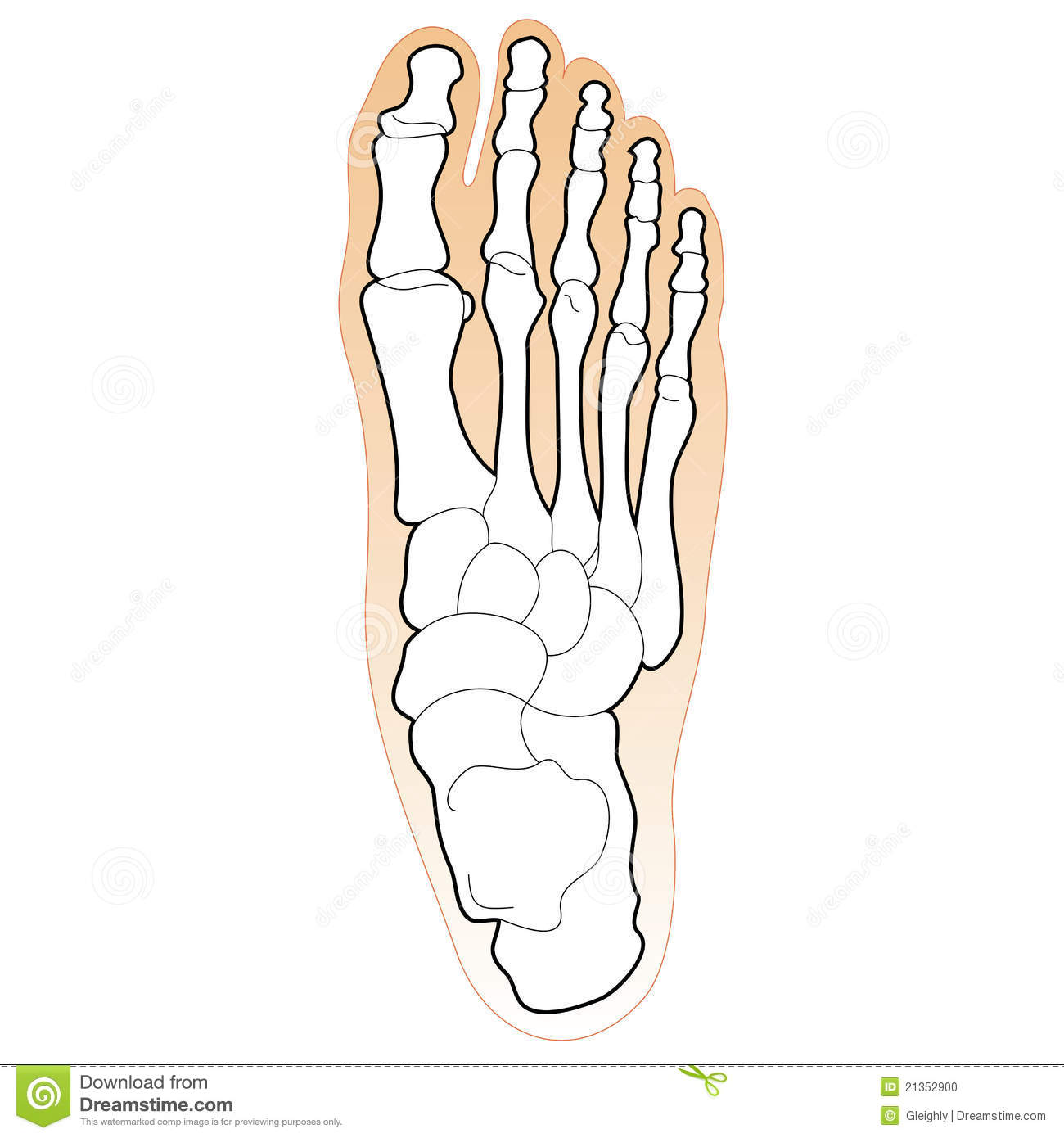 Bones Of The Human Foot Stock Photo   Image  21352900