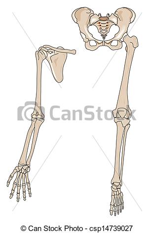 Clip Art Of Limb Bones   Human Arm And Leg Bones Csp14739027   Search