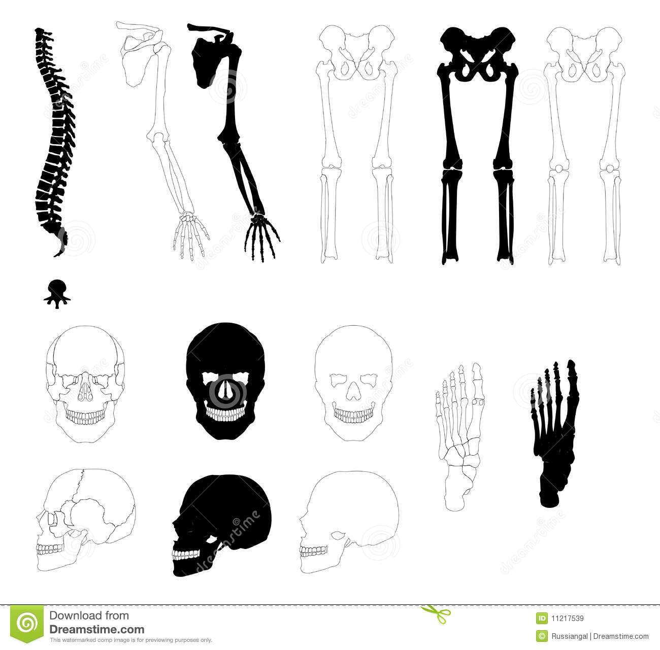 Human Bones Royalty Free Stock Images   Image  11217539