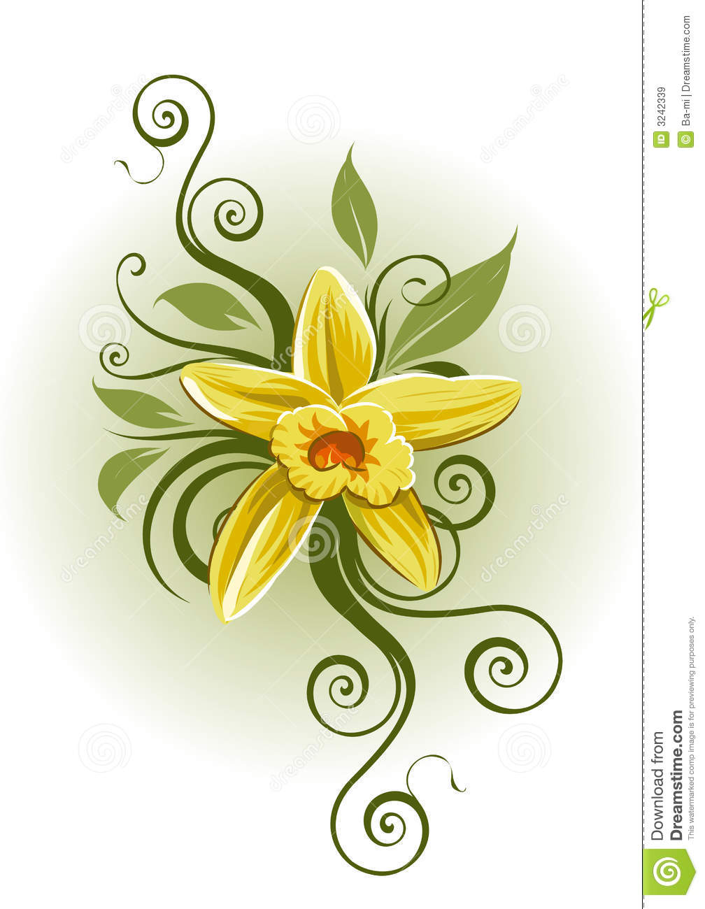 Vanilla Planifolia Royalty Free Stock Images   Image  3242339