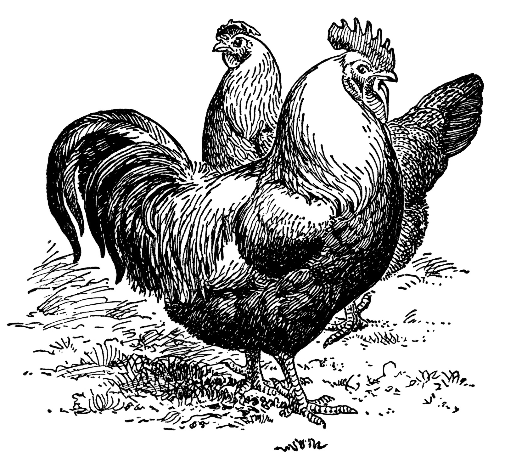 Clip Art Farm Animal Image Vintage Chicken Clipart Vintage Rooster