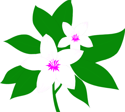 Magnolia Flower Clip Art   Clipart Best