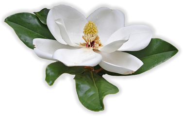 Swirl Magnolia Flower Clip Art