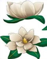 Tags Magnolia Flowers Did You Know The Magnolia Is The
