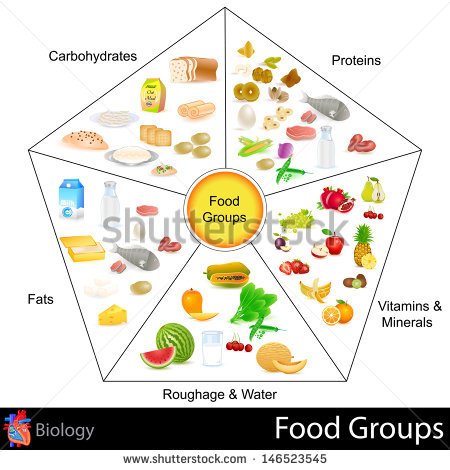 Easy To Edit Vector Illustration Of Food Group Chart   Stock Vector