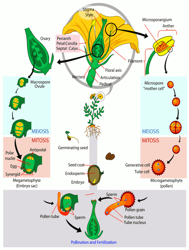 Wpclipart Com Plants Diagrams Angiosperm Life Cycle Diagram Png Html