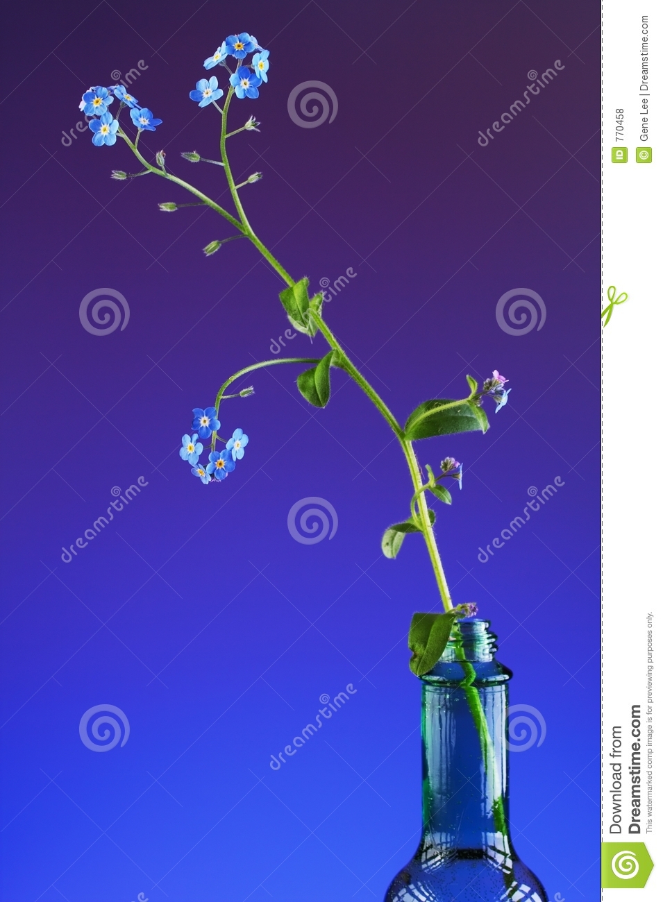 Don T Forget Me Royalty Free Stock Photos   Image  770458