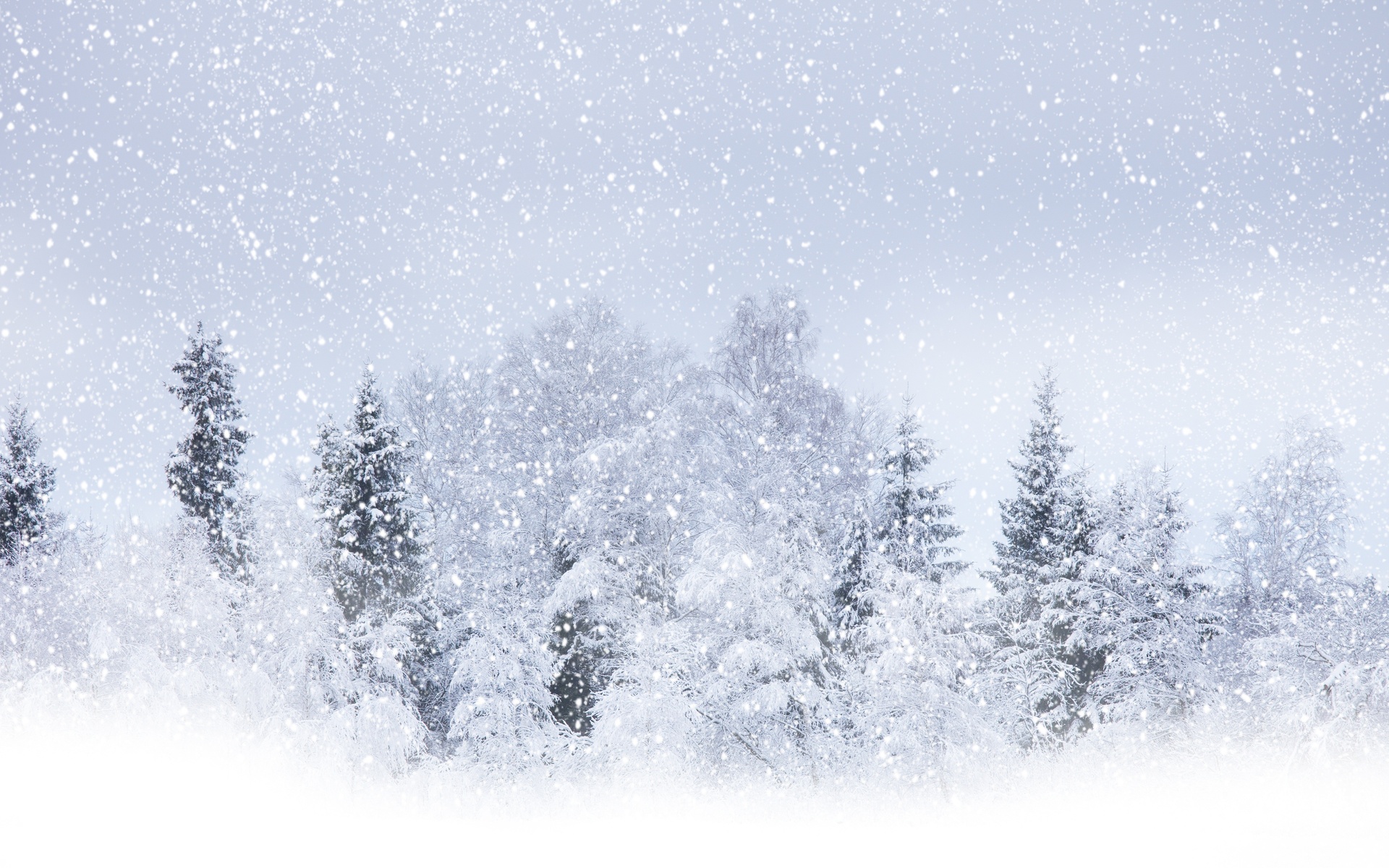 Nature Landscapes Trees Forest Winter Snow Seasons Snowing Snowfall
