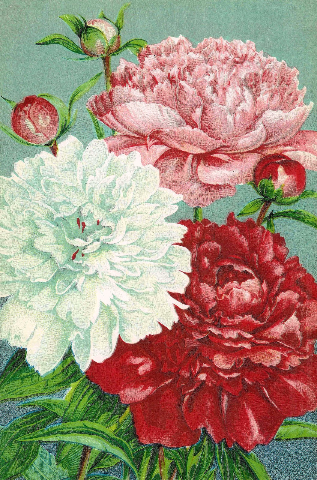 Vintage Flower Clip Art  Pink Red And White Carnations From Vintage