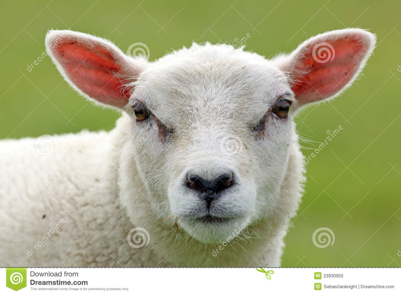 Spring Lamb Stock Photo   Image  23930950