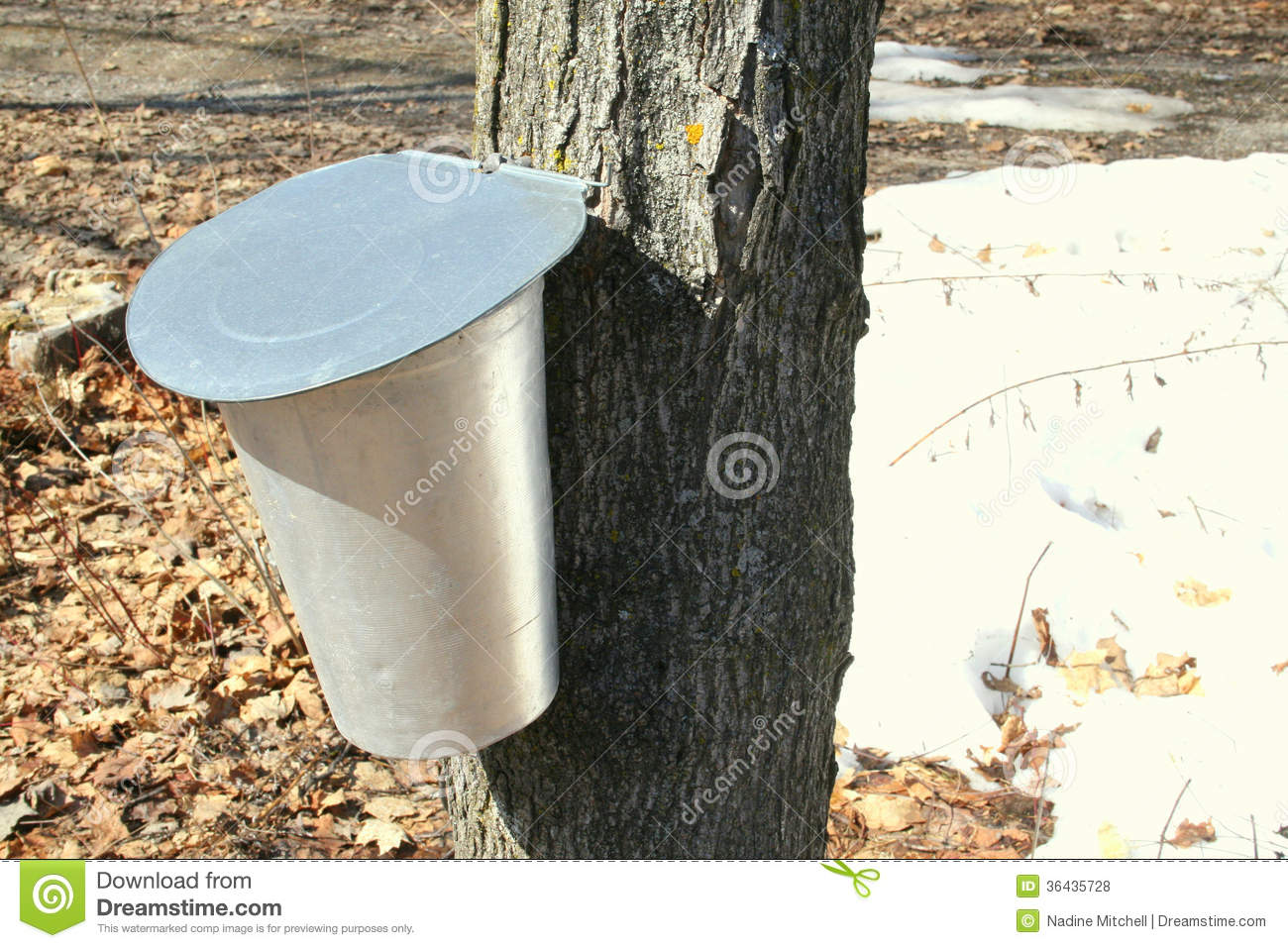 Bucket For Collecting Maple Sap Royalty Free Stock Photos   Image