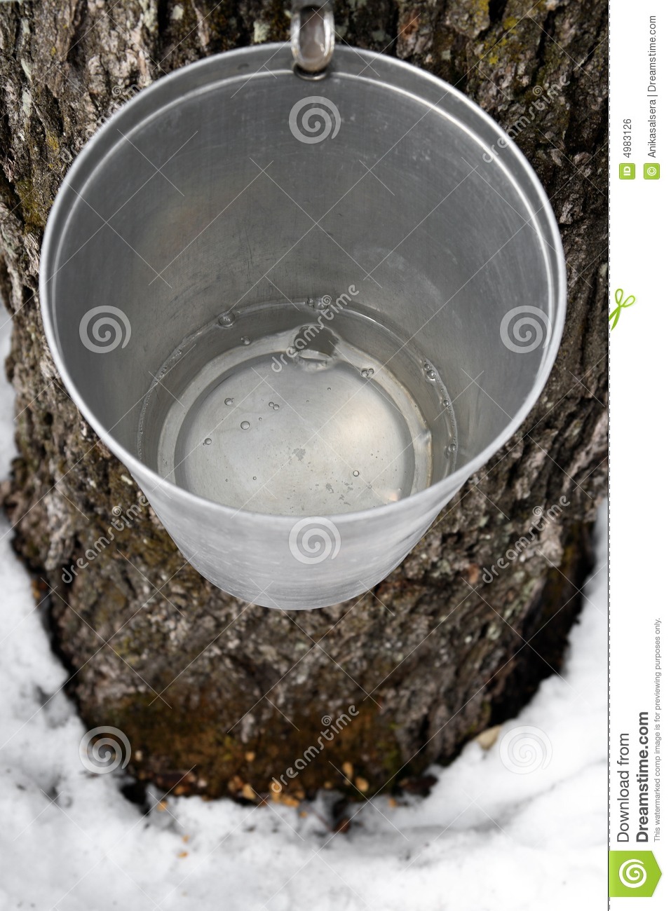 Bucket On A Tree Filled With Maple Sap Royalty Free Stock Image