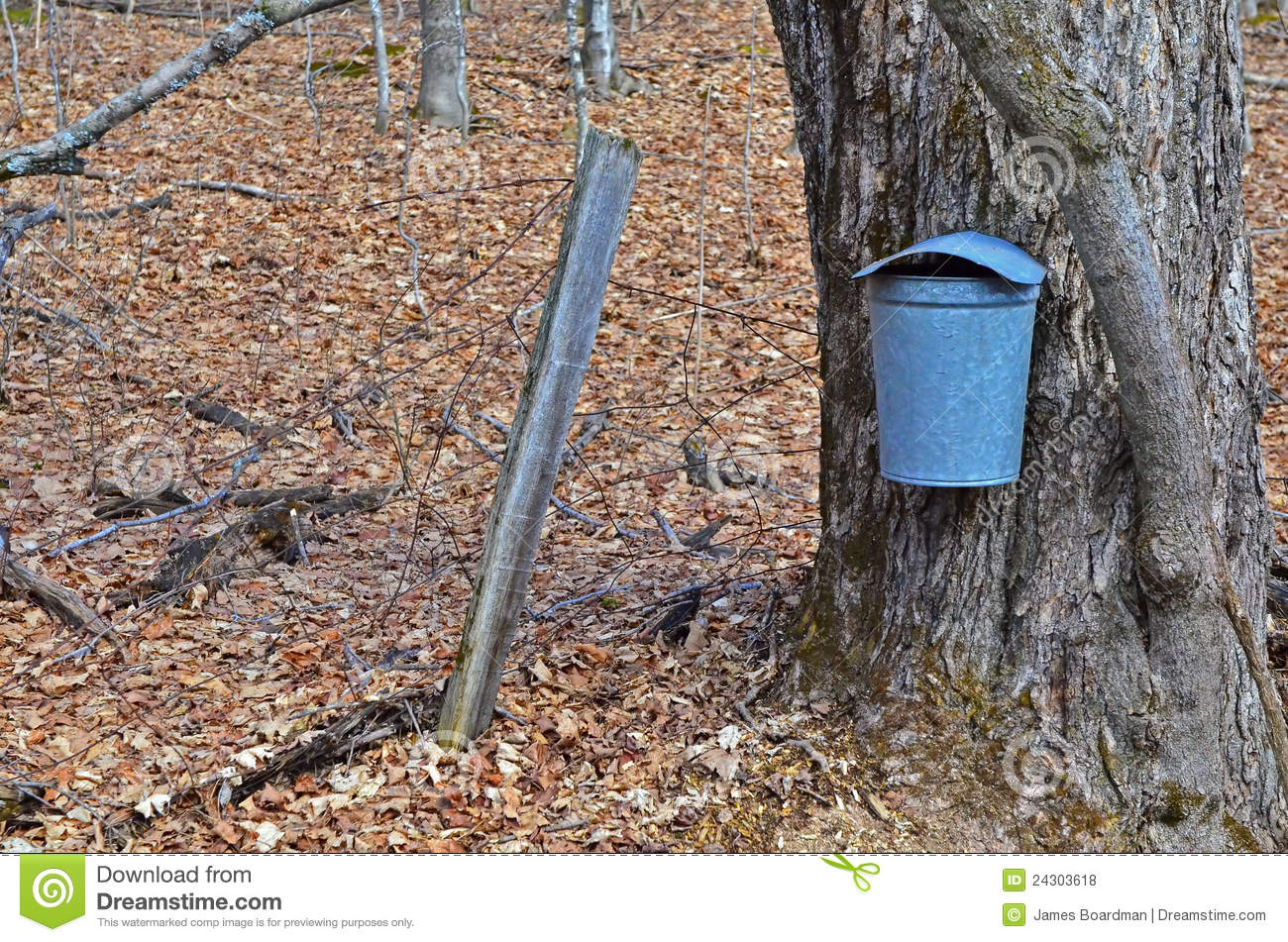 Maple Tree With A Sap Bucket Royalty Free Stock Photos   Image