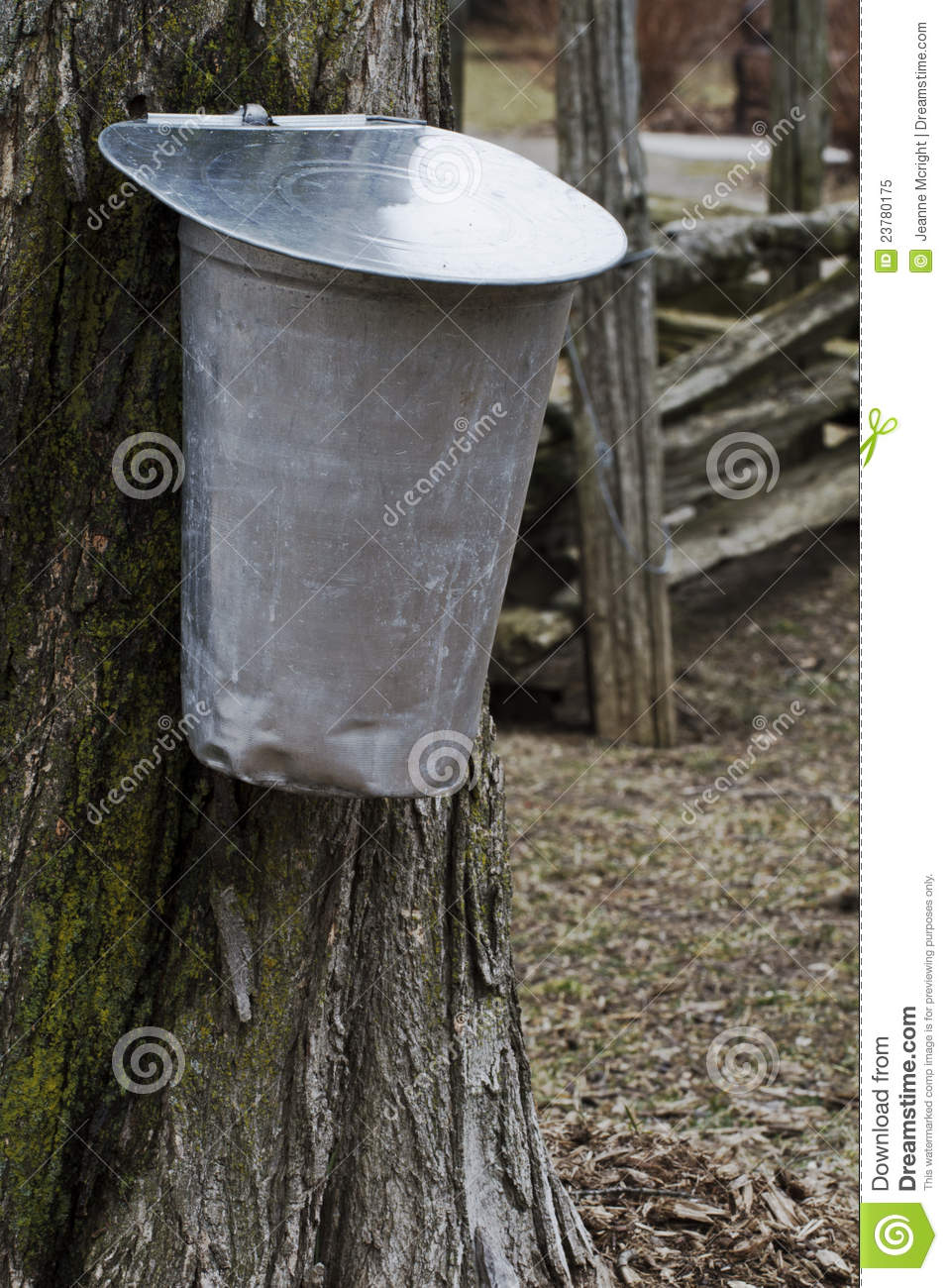Sap Buckets Hangs From Sugar Maple Tree In Early Spring With Split
