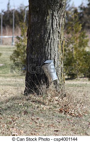 Sap Buckets Used To Collect The Sap For Syrup On Maple Tree In A Very