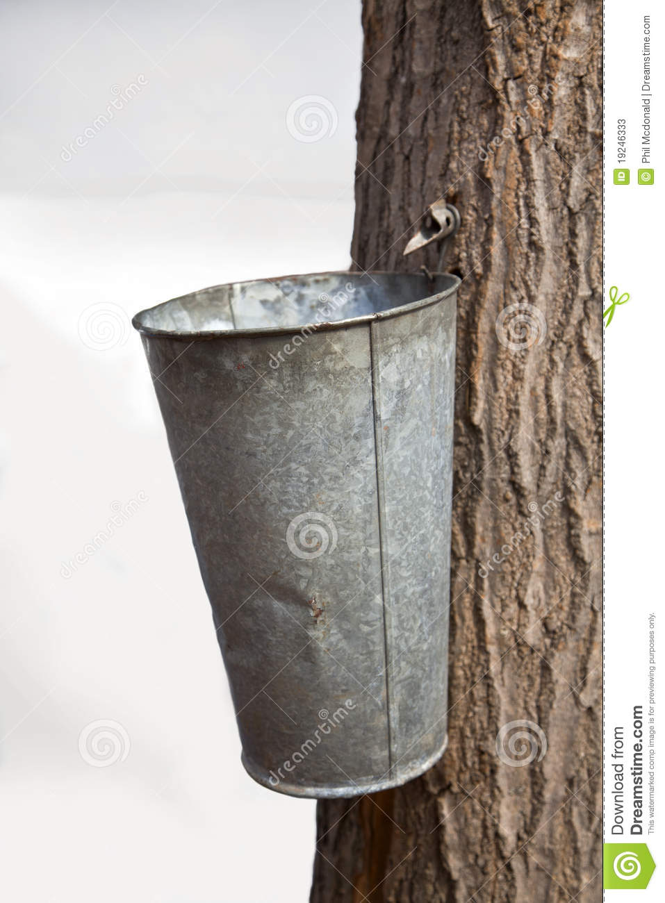 Spigot Tapped Into A Maple Tree To Collect Sap For Maple Syrup