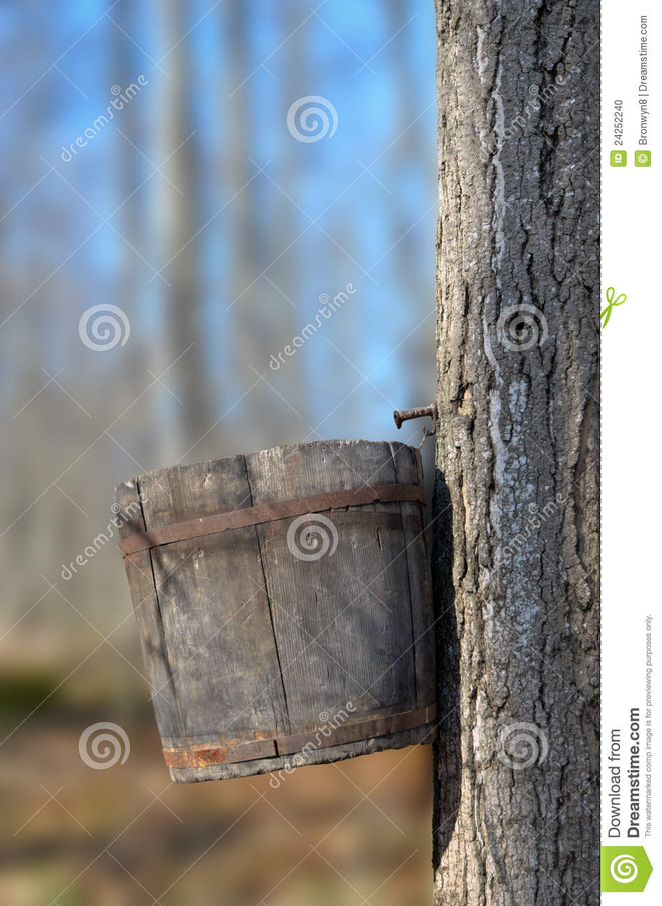 Wood Bucket On Maple Tree To Collect Sap For Making Sugar