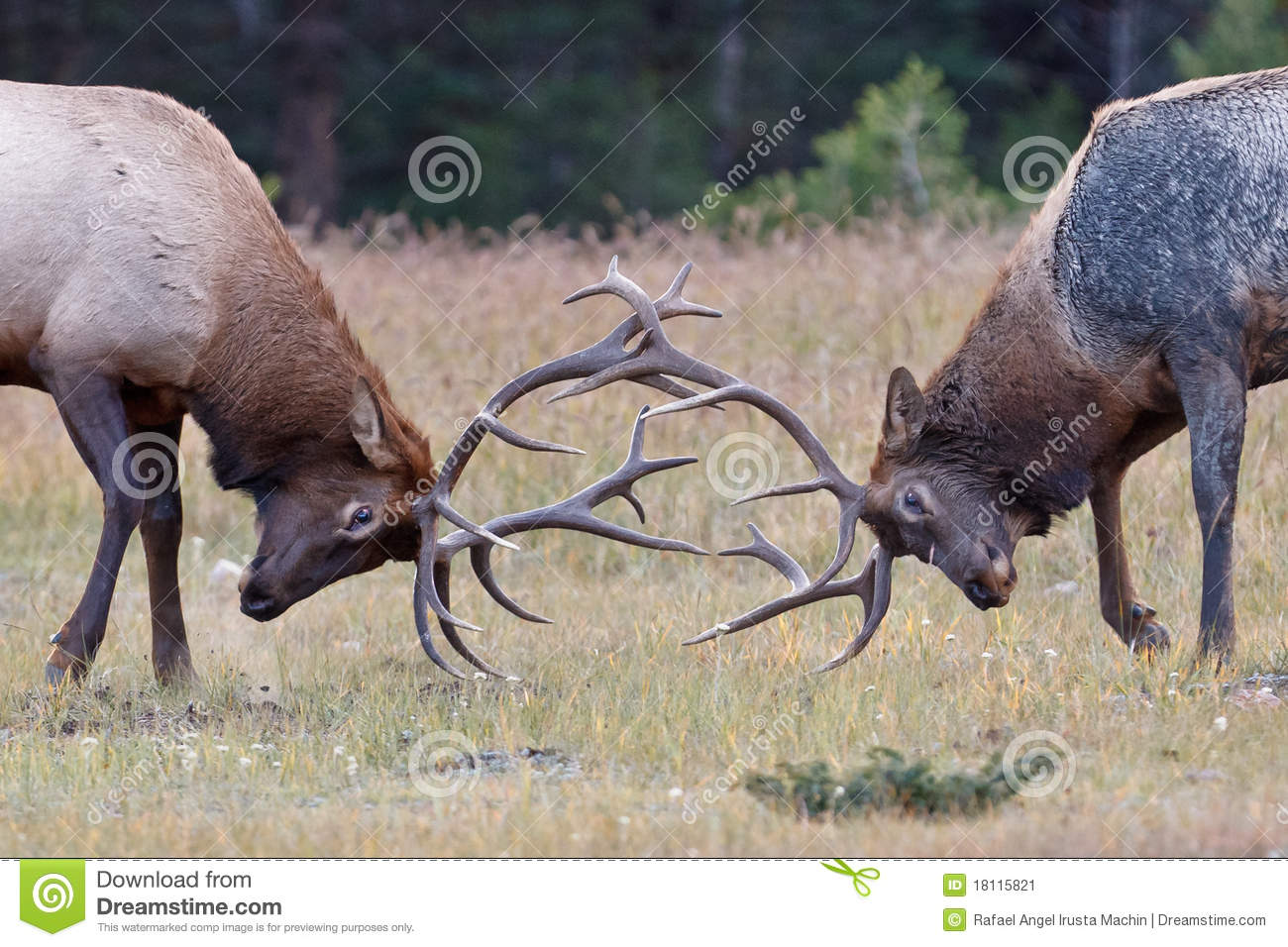 Bull Elks Fighting Jasper National Park Canada