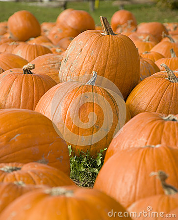 Stacked Pumpkins At A Pumpkin Patch