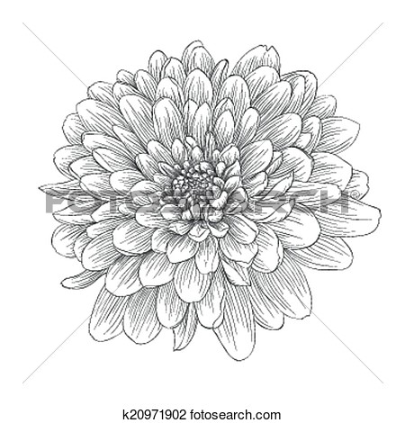 Clipart Of Beautiful Monochrome Black And White Dahlia Flower Isolated