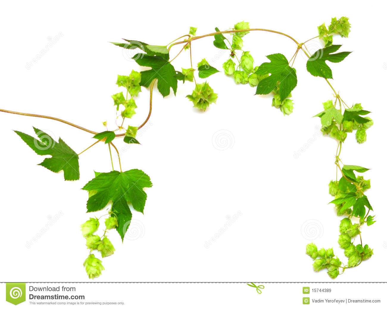 Hops And Barley Clip Art Hops Plant Twined Vine Royalty