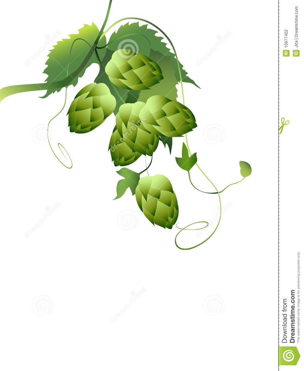 Hops Plant Twined Vine