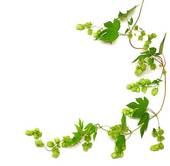 Hops Plant Twined Vine   Stock Photography