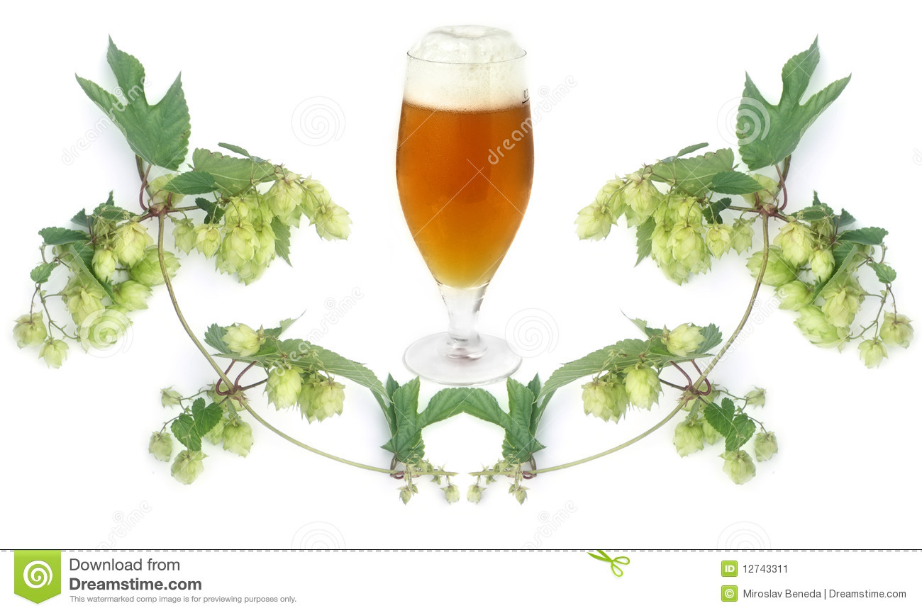 Beer Hop Clipart Beer And Hops Plant