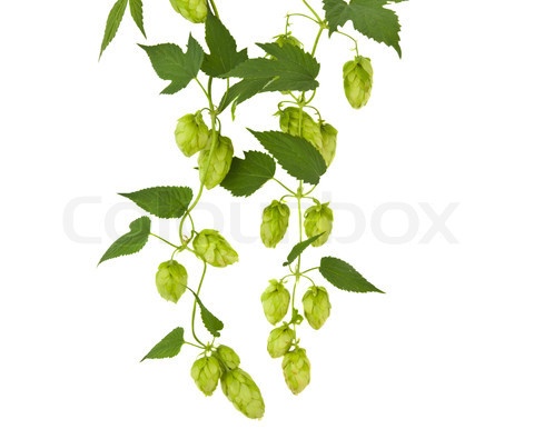 Com Preview 4766310 167332 Hops Plant Twined Vine Young Leaves Jpg