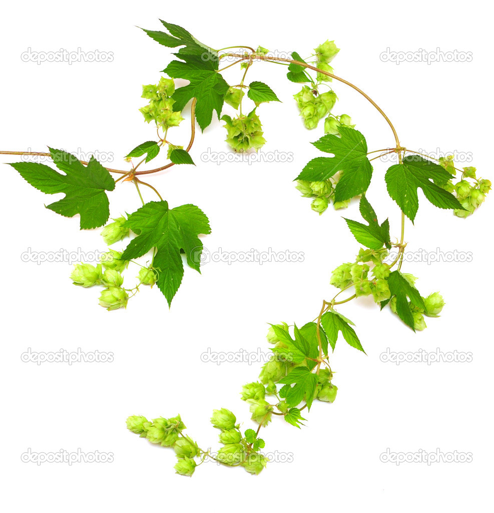 Hops Plant Twined Vine   Stock Photo   Inxti74  3711939