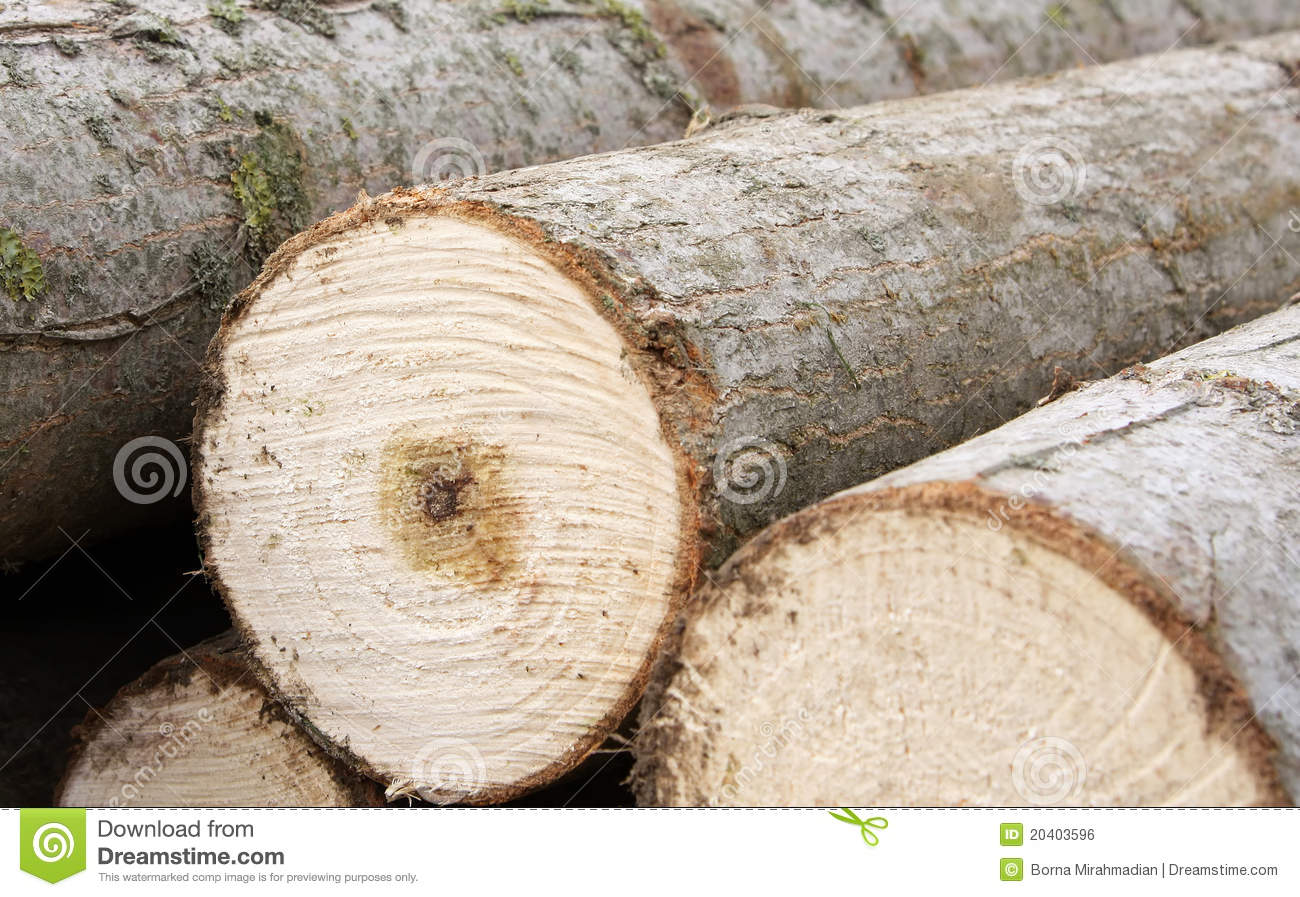 Pile Of Lumber Cut From The Forest