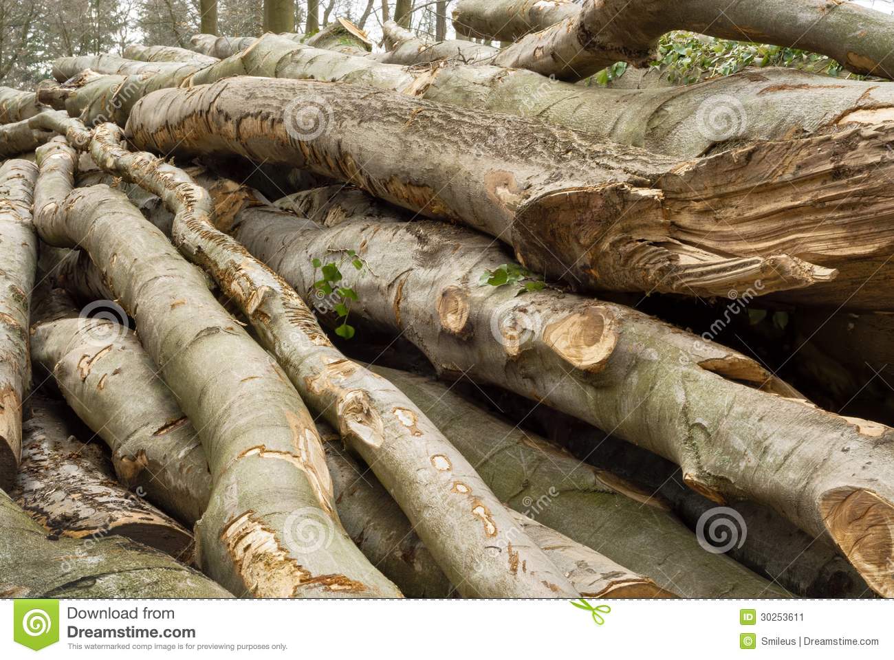 Pile Of Lumber In A Forest Shot In Soft Daylight