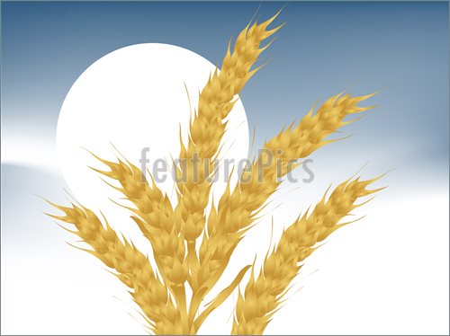 Barley Illustration Illustration Of Wonderful