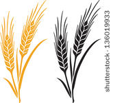 Vector Images Illustrations And Cliparts  Ears Of Wheat Barley Or