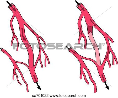 Blood Vessels Clipart System Of Blood Vessels