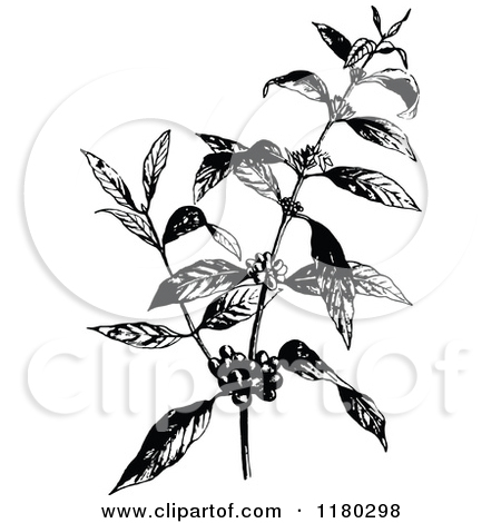 Royalty Free  Rf  Coffee Plant Clipart   Illustrations  1