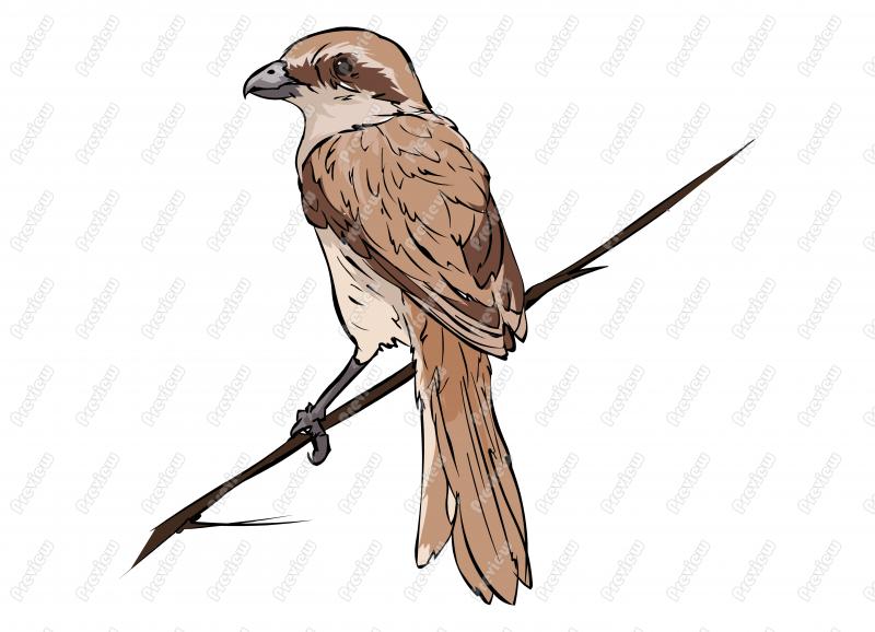 Realistic Brown Shrike Bird Character Clip Art   Royalty Free Clipart
