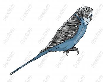 Realistic Budgerigar Bird Character Clip Art   Royalty Free Clipart