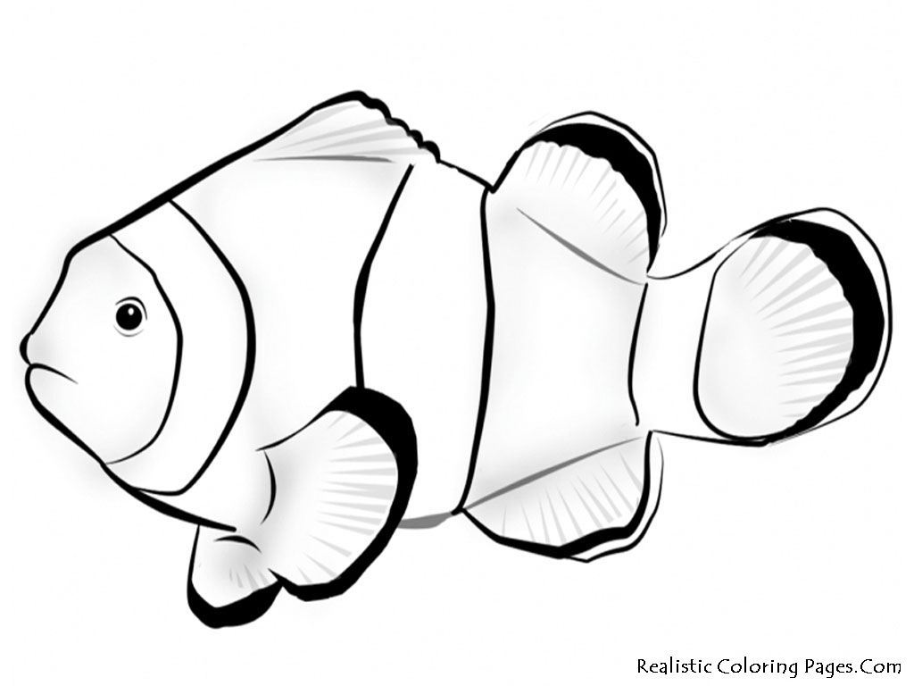 Realistic Frog Coloring Pages Nemo Fish Coloring Pages Realistic