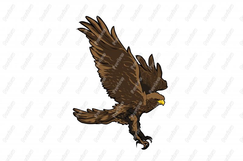 Realistic Hawk Character Clip Art   Royalty Free Clipart   Vector