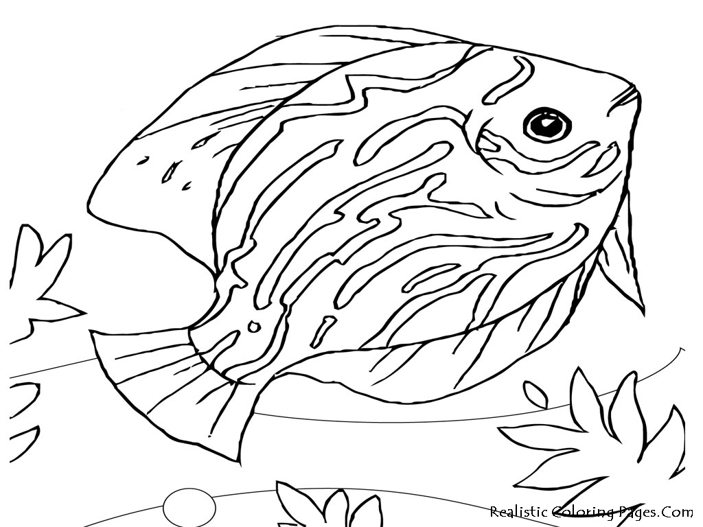 Realistic Landscape Coloring Pages Realistic Animal Coloring Pages