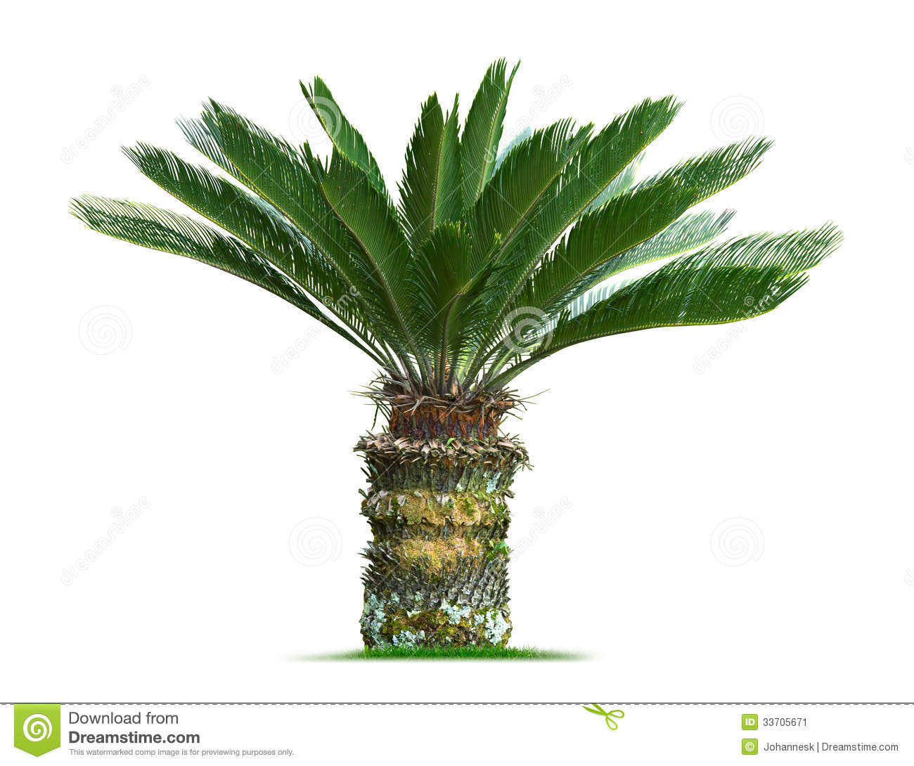 Cycas Palm Tree Stock Image   Image  33705671