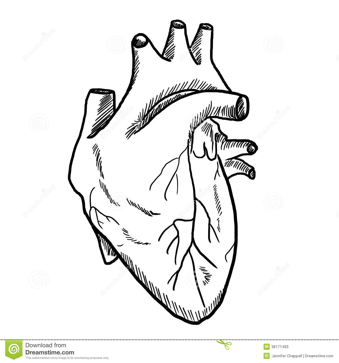 Human Heart Clipart Black And White Drawing Of Human Heart
