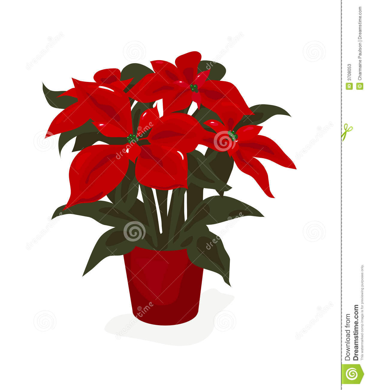 Beautiful Red Poinsettia Potted Plant For The Christmas Season